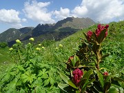 54 Rhododendron ferrugineum (Rododendro rosso) con vista in Tre Pizzi-Monte Campo-Spondone 